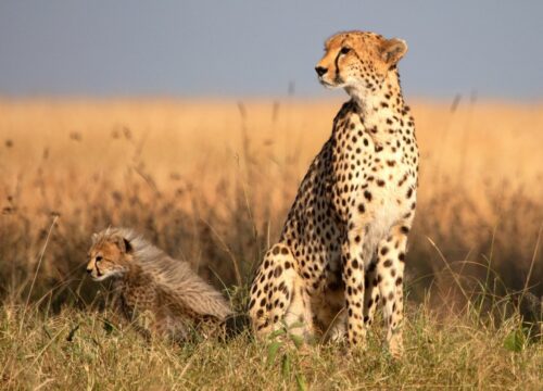 4 Days Masai Mara Budget Camping Safari