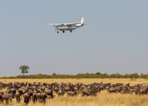 14 Days Classic Kenya & Tanzania Flying Safari