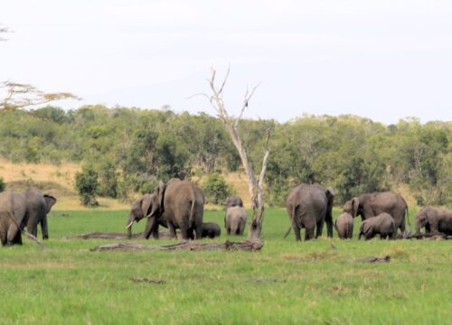 4 Days Ol Pejeta Conservancy & Lake Nakuru Camping Safari