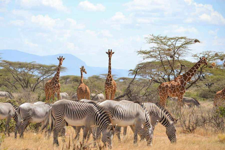 Samburu