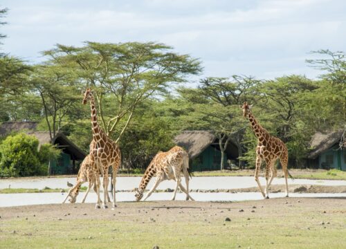 8 Days Samburu, Sweetwaters, Nakuru & Masai Mara Lodge Safari