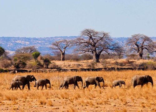 6 Days Manyara, Serengeti, Ngorongoro & Tarangire Safari