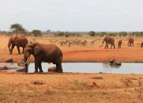 4 Days Amboseli, Tsavo West & Tsavo East Lodge Safari