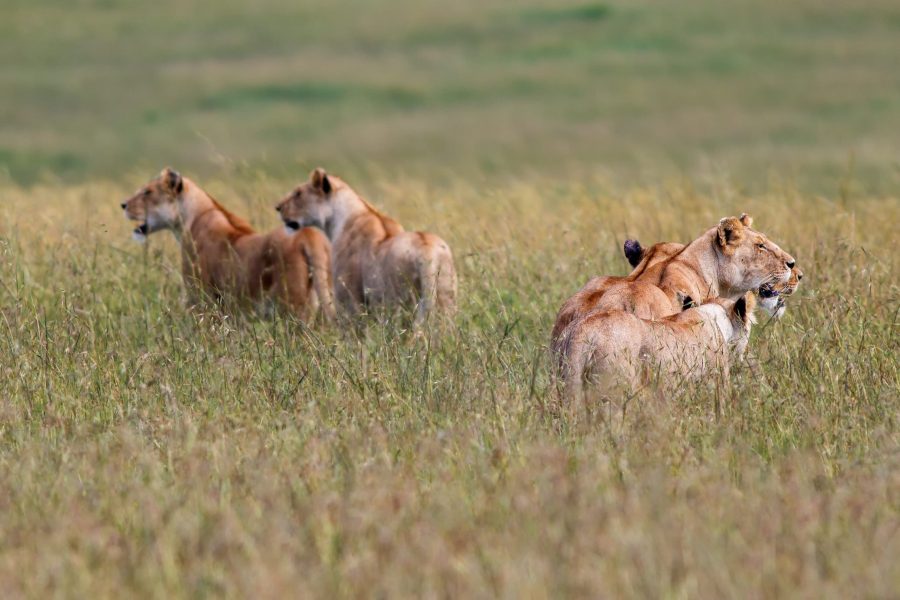 Masai Mara