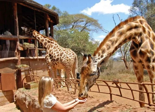 Karen Blixen & Giraffe Center Day Tour