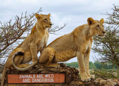 Nairobi National Park Day Tour