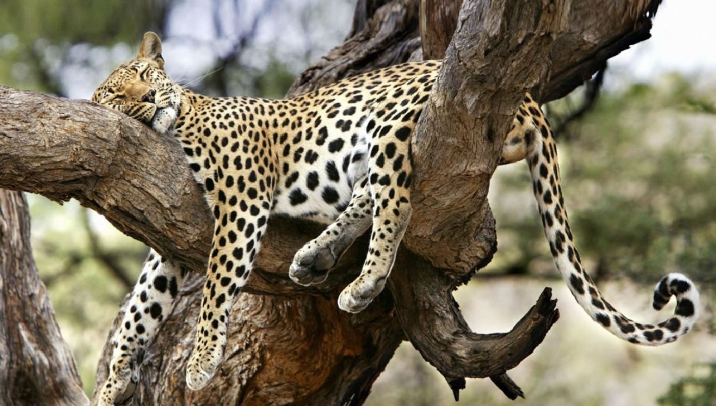 7 Days Samburu, Lake Nakuru & Masai Mara Luxury Safari