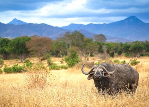 4 Days Amboseli, Tsavo West & East Lodge Safari