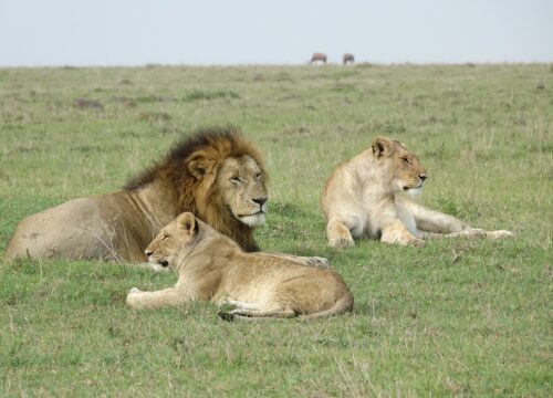 8 Days Masai Mara, Nakuru, Naivasha & Amboseli Lodge Safari