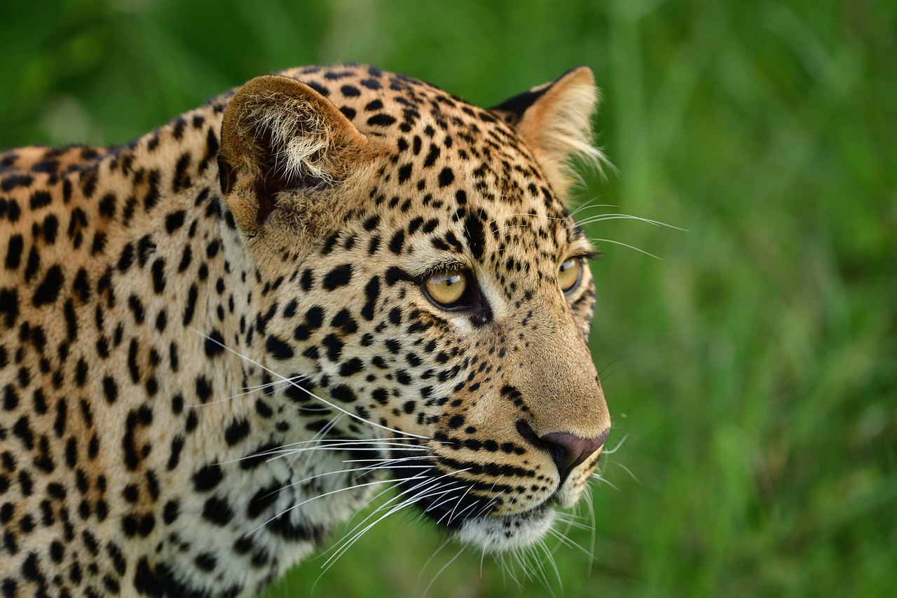 5 Day Lake Nakuru & Masai Mara Budget Group-Joining Safari