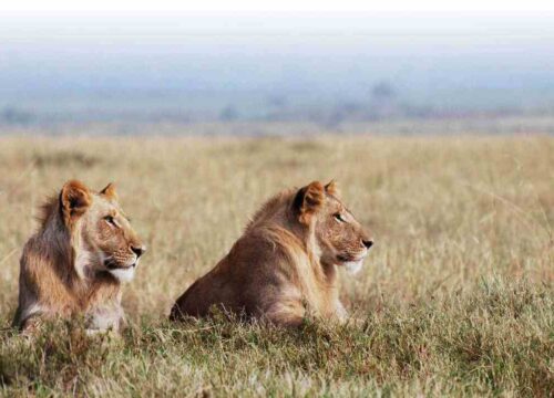 3 Days Masai Mara Group Joining Safari Adventure