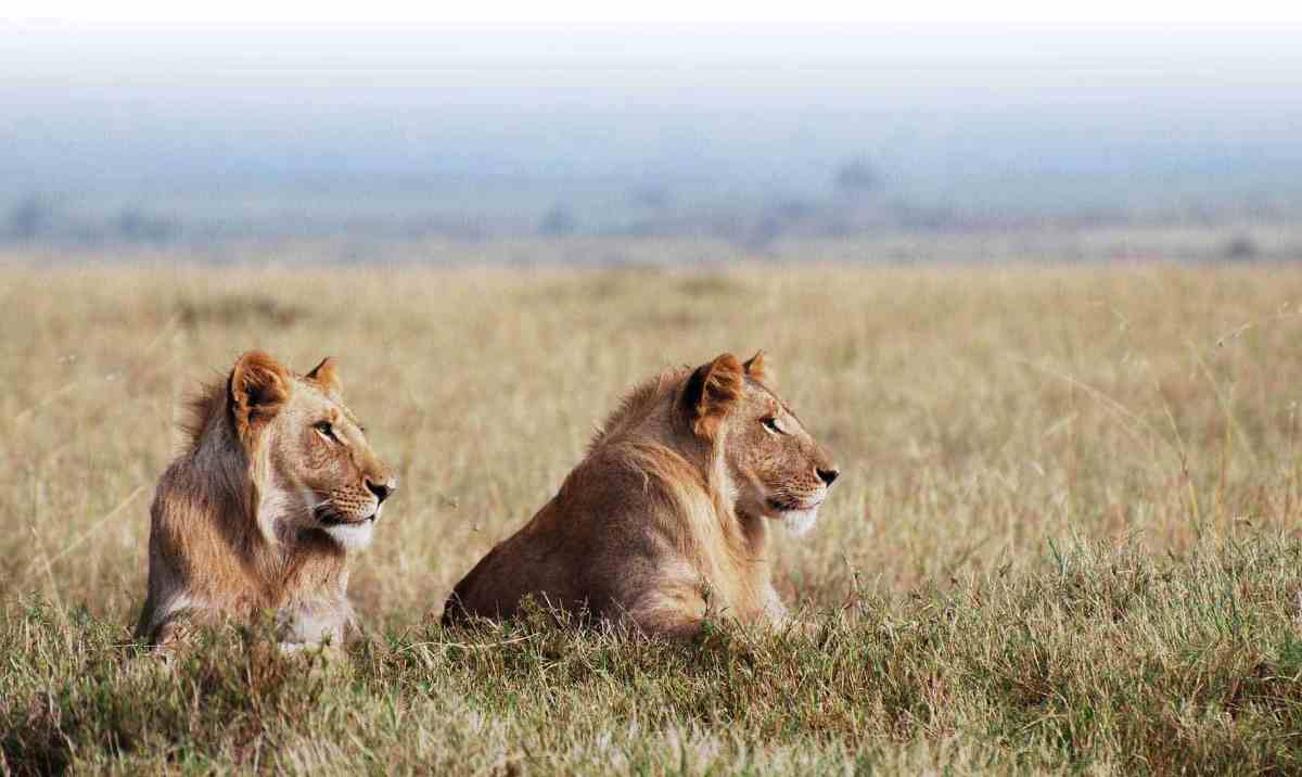 3 Days Masai Mara Group Joining Safari Adventure