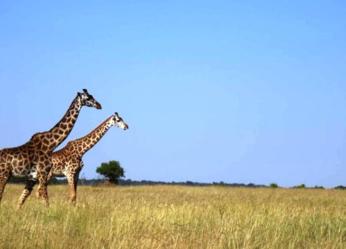 4 Days Masai Mara & Lake Naivasha Budget Private Safari