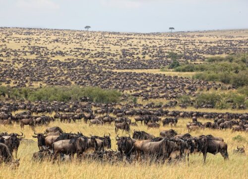 4 Days Masai Mara Budget Group-Joining Safari