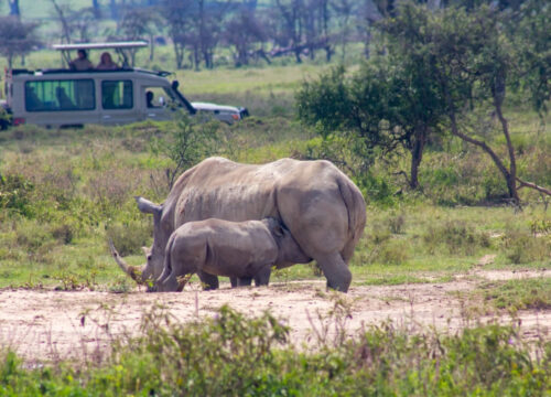 5 Days Masai Mara, Lake Nakuru & Naivasha Joining Safari