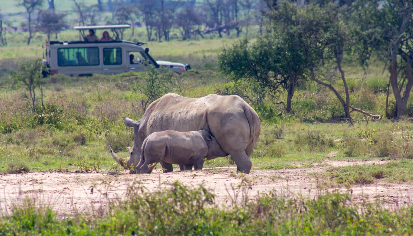 5 Days Masai Mara, Lake Nakuru & Naivasha Joining Safari