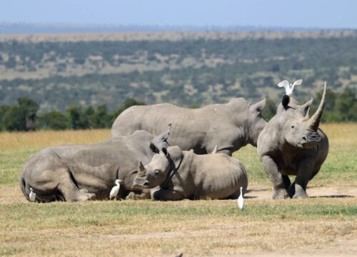 5 Days Ol Pejeta, Lake Nakuru & Masai Mara Lodge Safari