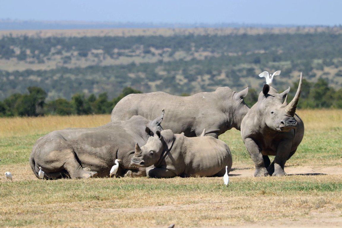 5 Days Ol Pejeta, Lake Nakuru & Masai Mara Lodge Safari