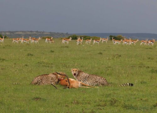 4 Days Ol Pejeta & Lake Naivasha Luxury Wildlife Safari