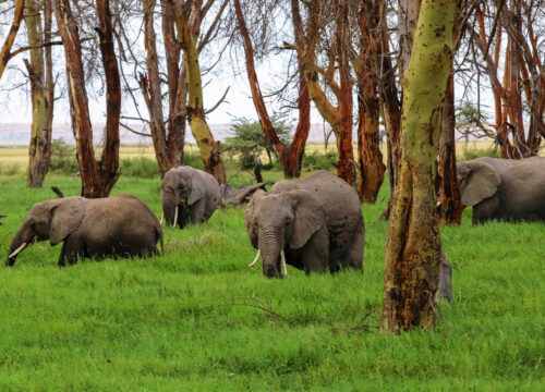 3 Days Amboseli National Park Camping Safari