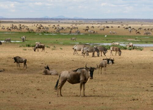 6 Days Masai Mara, Lake Nakuru & Naivasha Lodge Safari