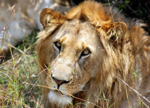 3 Days Masai Mara Private Budget Camping Safari