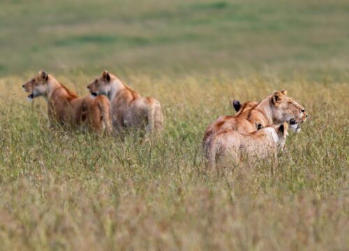 3 Days, 2 Nights Masai Mara Lodge Safari