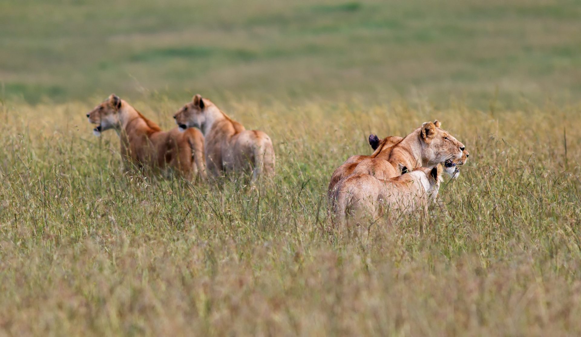 12 Days, 11 Nights Kenya Safari & Beach Package