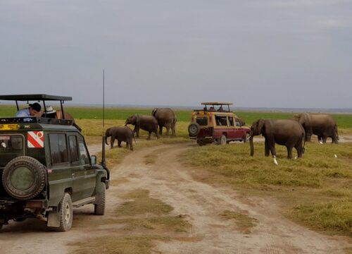 6 Days Amboseli, Lake Nakuru & Masai Mara Budget Group Safari