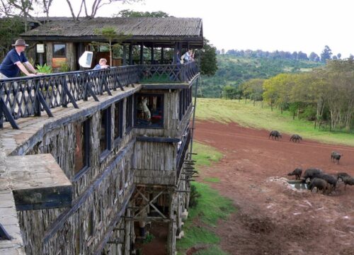 5 Days Aberdares, Lake Nakuru & Masai Mara Lodge Safari